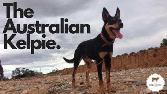 can a australian kelpie live in australia