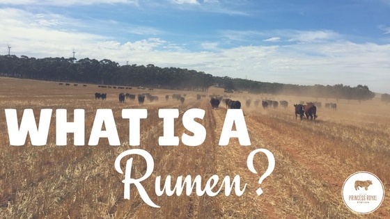 What is a Rumen_.jpg