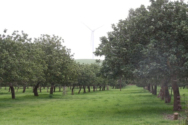 Mackerode, Carob Trees, Burra.jpg