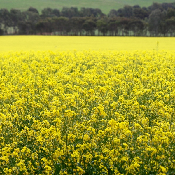 Canola Crop Princess Royal Burra.jpg