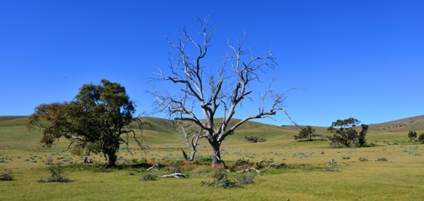 Princess Royal Station Burra.jpg