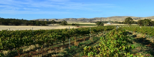 Burra Creek Wines Organic SA.jpg