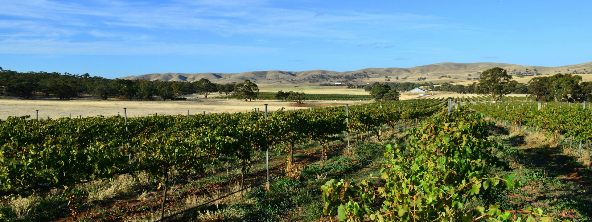 1920x720_Vineyard.jpg