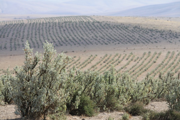 Saltbush_PRS_burra.jpg